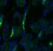 Solute carrier family 12 member 3 antibody, NBP1-44270, Novus Biologicals, Immunofluorescence image 