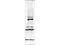 Tousled Like Kinase 1 antibody, A05635, Boster Biological Technology, Western Blot image 