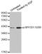 Myogenic Differentiation 1 antibody, LS-C335818, Lifespan Biosciences, Western Blot image 