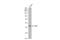 POU Class 5 Homeobox 1 antibody, NBP2-15052, Novus Biologicals, Western Blot image 
