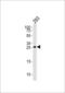 TGFB Induced Factor Homeobox 2 antibody, LS-B9414, Lifespan Biosciences, Western Blot image 