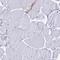 Ferritin L subunit antibody, HPA041602, Atlas Antibodies, Immunohistochemistry frozen image 