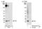 SUB1 Regulator Of Transcription antibody, NB100-59774, Novus Biologicals, Western Blot image 