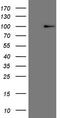 Heat Shock Transcription Factor 2 antibody, CF807433, Origene, Western Blot image 