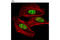Cell Cycle And Apoptosis Regulator 2 antibody, 5857S, Cell Signaling Technology, Immunocytochemistry image 