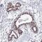 Proline, Glutamate And Leucine Rich Protein 1 antibody, PA5-63893, Invitrogen Antibodies, Immunohistochemistry paraffin image 