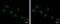 High Mobility Group Box 1 antibody, PA5-29604, Invitrogen Antibodies, Immunofluorescence image 
