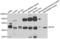 MSTN antibody, LS-C348992, Lifespan Biosciences, Western Blot image 