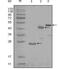 Lysyl-TRNA Synthetase antibody, MA5-15426, Invitrogen Antibodies, Western Blot image 