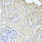 Myosin Light Chain Kinase antibody, 23-364, ProSci, Immunohistochemistry frozen image 