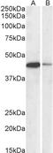 CAMP Responsive Element Binding Protein 1 antibody, LS-C205003, Lifespan Biosciences, Western Blot image 