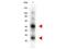 Goat IgG antibody, PA1-28659, Invitrogen Antibodies, Western Blot image 