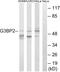 G3BP Stress Granule Assembly Factor 2 antibody, GTX87055, GeneTex, Western Blot image 