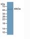 Leucine Rich Alpha-2-Glycoprotein 1 antibody, abx132111, Abbexa, Western Blot image 