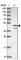 Vesicle Amine Transport 1 antibody, HPA045170, Atlas Antibodies, Western Blot image 