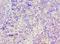 Guanylate Binding Protein 1 antibody, LS-C375768, Lifespan Biosciences, Immunohistochemistry frozen image 