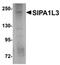 Signal Induced Proliferation Associated 1 Like 3 antibody, orb75314, Biorbyt, Western Blot image 
