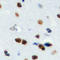 Active regulator of SIRT1 antibody, LS-C358294, Lifespan Biosciences, Immunohistochemistry frozen image 