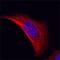 Keratin 19 antibody, AF3506, R&D Systems, Immunocytochemistry image 