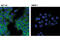 Component Of Inhibitor Of Nuclear Factor Kappa B Kinase Complex antibody, 11930S, Cell Signaling Technology, Immunofluorescence image 