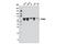 Dual Specificity Tyrosine Phosphorylation Regulated Kinase 2 antibody, 11921S, Cell Signaling Technology, Western Blot image 