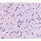 Calcium Dependent Secretion Activator 2 antibody, MBS150554, MyBioSource, Immunohistochemistry frozen image 