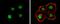 POU Class 5 Homeobox 1 antibody, NBP2-15052, Novus Biologicals, Immunofluorescence image 