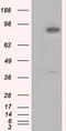 Betaine--Homocysteine S-Methyltransferase antibody, CF501049, Origene, Western Blot image 