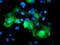 Ret finger protein-like 3 antibody, MA5-25966, Invitrogen Antibodies, Immunocytochemistry image 