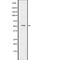 ETS Transcription Factor ERG antibody, abx215227, Abbexa, Western Blot image 