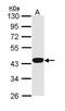 Hemopexin antibody, NBP1-31713, Novus Biologicals, Western Blot image 