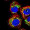 USP54 antibody, HPA047663, Atlas Antibodies, Immunofluorescence image 