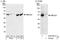 Ubiquitin Conjugating Enzyme E2 Q2 antibody, A302-961A, Bethyl Labs, Western Blot image 