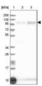 Glutamine Rich 1 antibody, NBP2-32693, Novus Biologicals, Western Blot image 