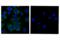 Isocitrate dehydrogenase [NADP], mitochondrial antibody, 60322S, Cell Signaling Technology, Immunofluorescence image 
