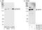 Scaffold Attachment Factor B antibody, A300-811A, Bethyl Labs, Immunoprecipitation image 