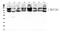 Solute Carrier Family 11 Member 1 antibody, A02547-3, Boster Biological Technology, Western Blot image 