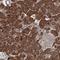 Fermitin Family Member 2 antibody, NBP1-87884, Novus Biologicals, Immunohistochemistry frozen image 