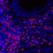 CD3 antibody, A700-016, Bethyl Labs, Immunofluorescence image 