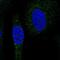 Sorting Nexin 24 antibody, NBP2-56620, Novus Biologicals, Immunofluorescence image 