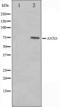 Annexin A6 antibody, orb224391, Biorbyt, Western Blot image 