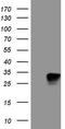 Kv channel-interacting protein 2 antibody, LS-C791248, Lifespan Biosciences, Western Blot image 