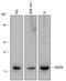 NEDD8 Ubiquitin Like Modifier antibody, MAB4936, R&D Systems, Western Blot image 