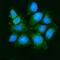 Mitogen-Activated Protein Kinase Kinase Kinase 5 antibody, A00929-3, Boster Biological Technology, Immunofluorescence image 