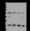 Transmembrane P24 Trafficking Protein 2 antibody, 201063-T44, Sino Biological, Western Blot image 