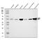 Glutamic--Pyruvic Transaminase antibody, A01638-1, Boster Biological Technology, Western Blot image 