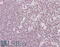 Protein Phosphatase 1 Regulatory Subunit 8 antibody, 45-968, ProSci, Immunohistochemistry frozen image 
