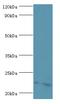 ATP synthase subunit O, mitochondrial antibody, LS-C375282, Lifespan Biosciences, Western Blot image 