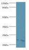 ATP Synthase Peripheral Stalk Subunit OSCP antibody, LS-C375282, Lifespan Biosciences, Western Blot image 