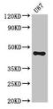 ST8 Alpha-N-Acetyl-Neuraminide Alpha-2,8-Sialyltransferase 5 antibody, LS-C396777, Lifespan Biosciences, Western Blot image 